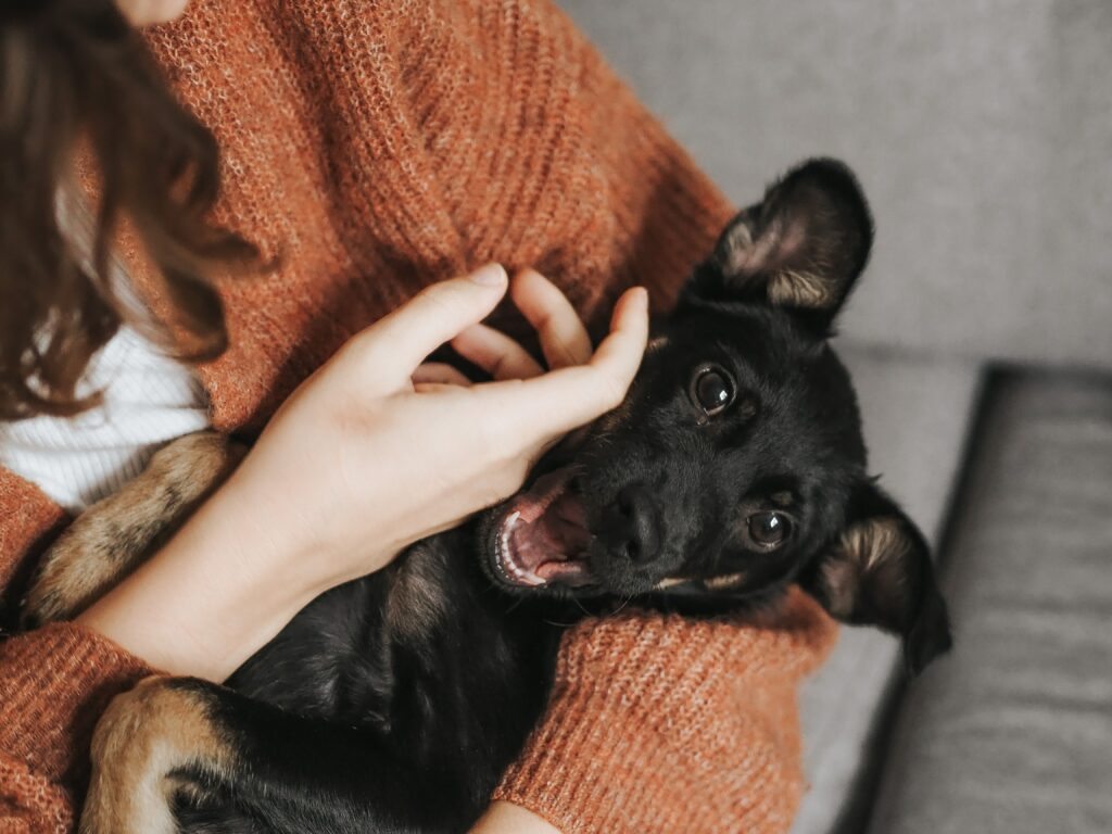 Foto ilustrativa do post sobre alergias mais comuns em gatos e cachorros. Na foto, uma mão fazendo carinho em um cachorro.