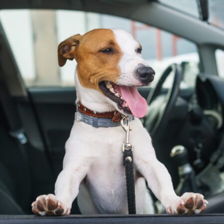 Cinco sentidos dos cachorros: tudo o que você precisa saber