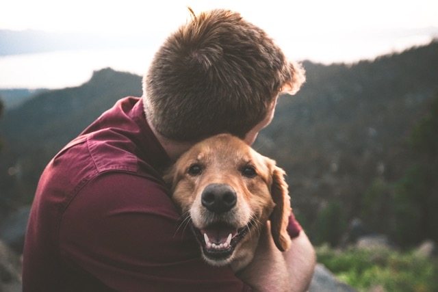 Imagem ilustrativa da postagem sobre Pet Idosos e os cuidados para a terceira idade animal