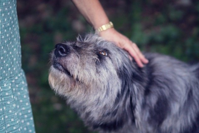 Foto de capa da postagem sobre Pet Idosos e os cuidados para a terceira idade animal.