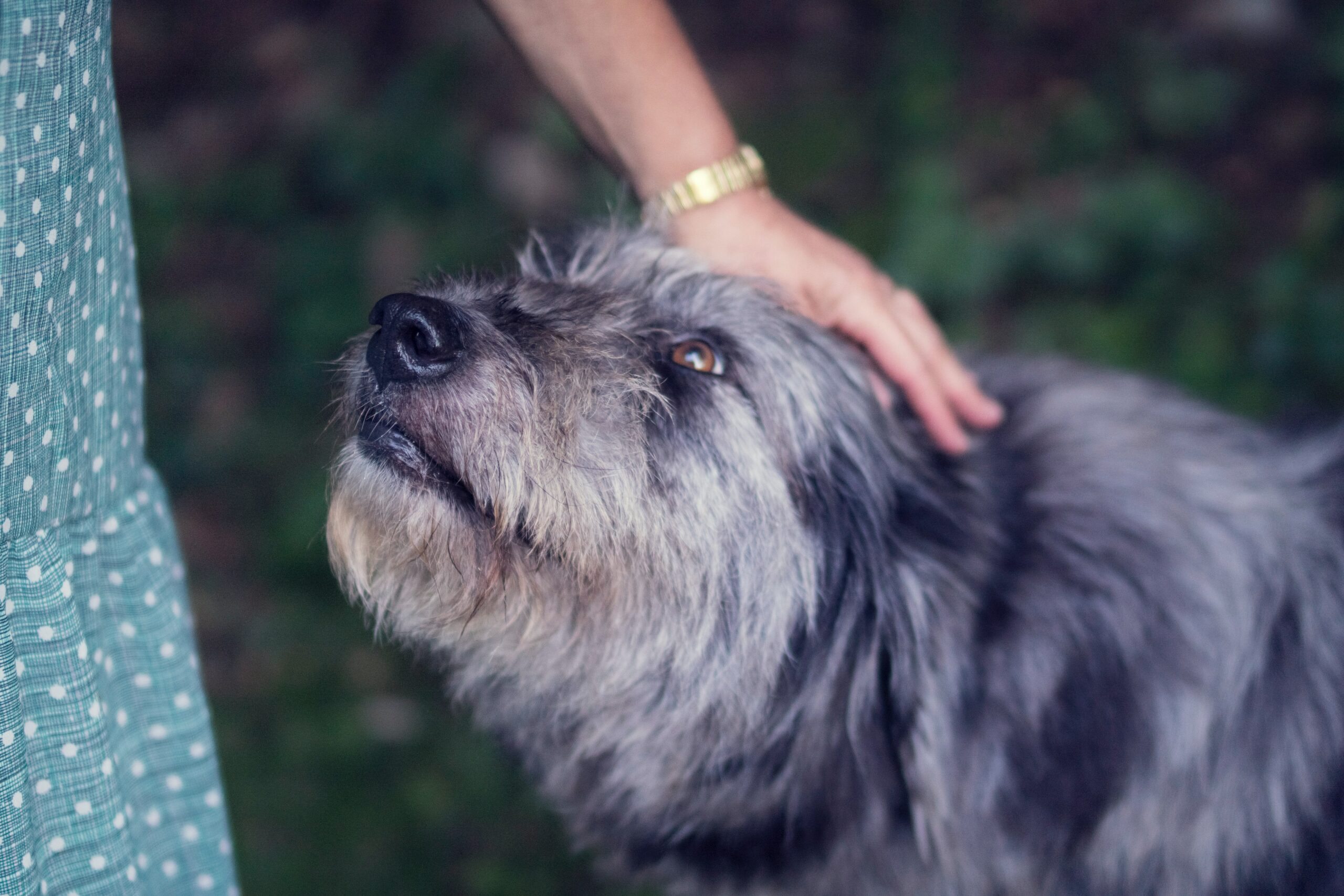 Pet idoso: Um guia de cuidados para a terceira idade animal