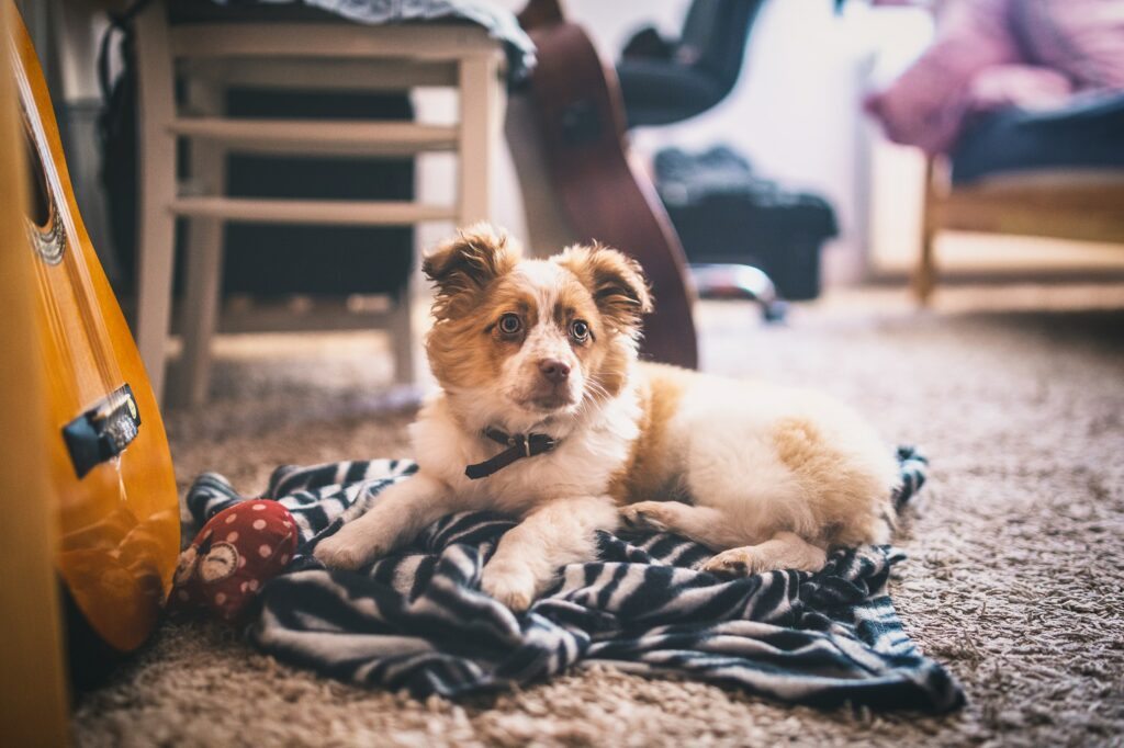 Foto ilustrativa para o texto de cuidado com pets nos dias de frio. Na foto, um cachorro deitado em cima de uma manta.