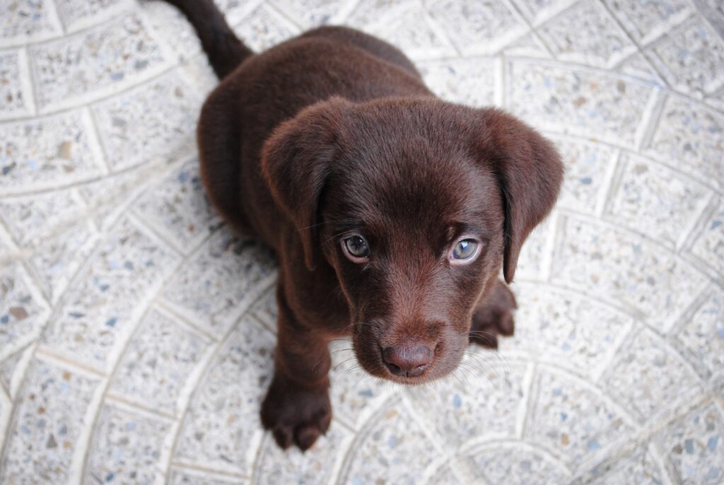 Imagem de capa do texto "Pets castrados: Cuidados pós-cirúrgicos".