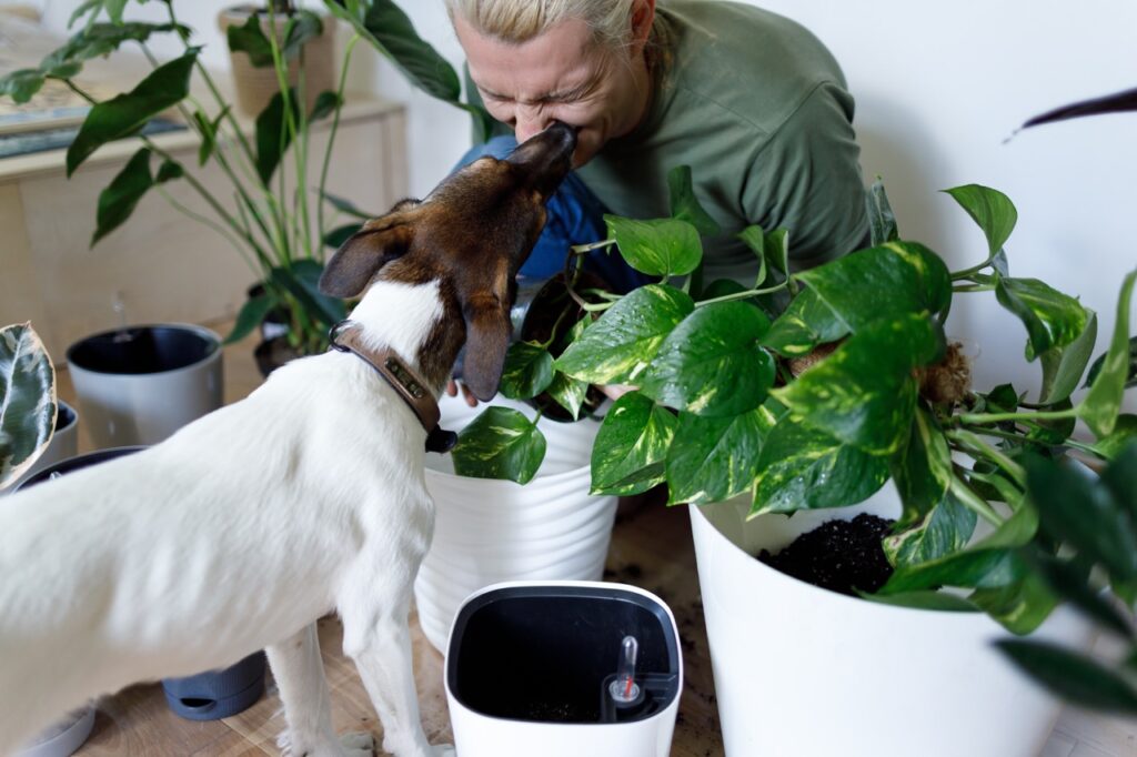 Imagem ilustrativa para o texto Plantas tóxicas para animais: "Quais são as plantas que não devemos ter em nossas casas?". 