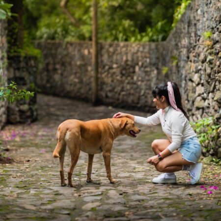 Como cumprimentar um cão: Um guia prático para você se aproximar com segurança