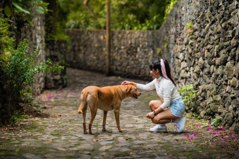 Como cumprimentar um cão: Um guia prático para você se aproximar com segurança