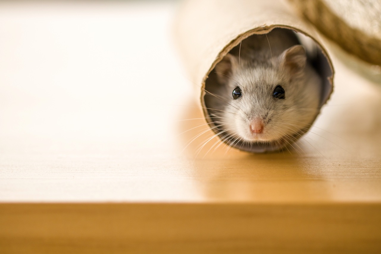 Rato Twister: Você já conhece o roedor mais fofo de todo o mundo?
