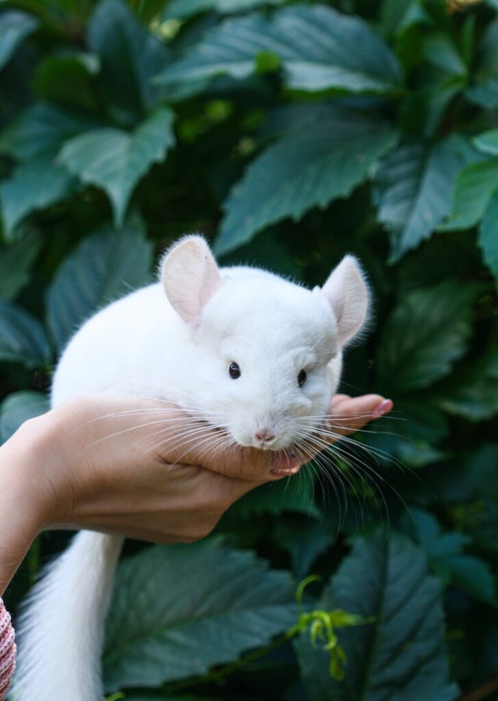 Foto ilustrativa para o texto "Chinchila: Um guia completo sobre os peludos mais fofos do mundo!" para o blog da Bondu.