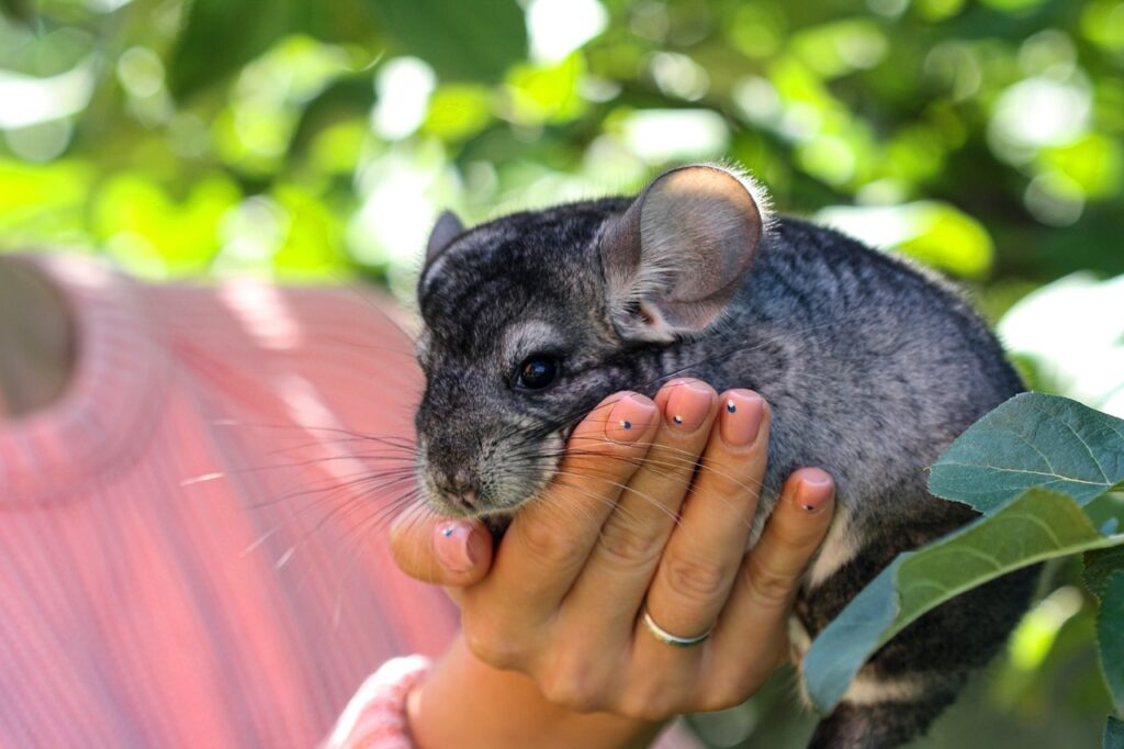 Foto ilustrativa para o texto "Chinchila: Um guia completo sobre os peludos mais fofos do mundo!" para o blog da Bondu.