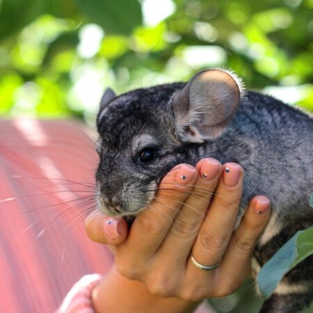 Chinchila: Um guia completo sobre os peludos mais fofos do mundo!