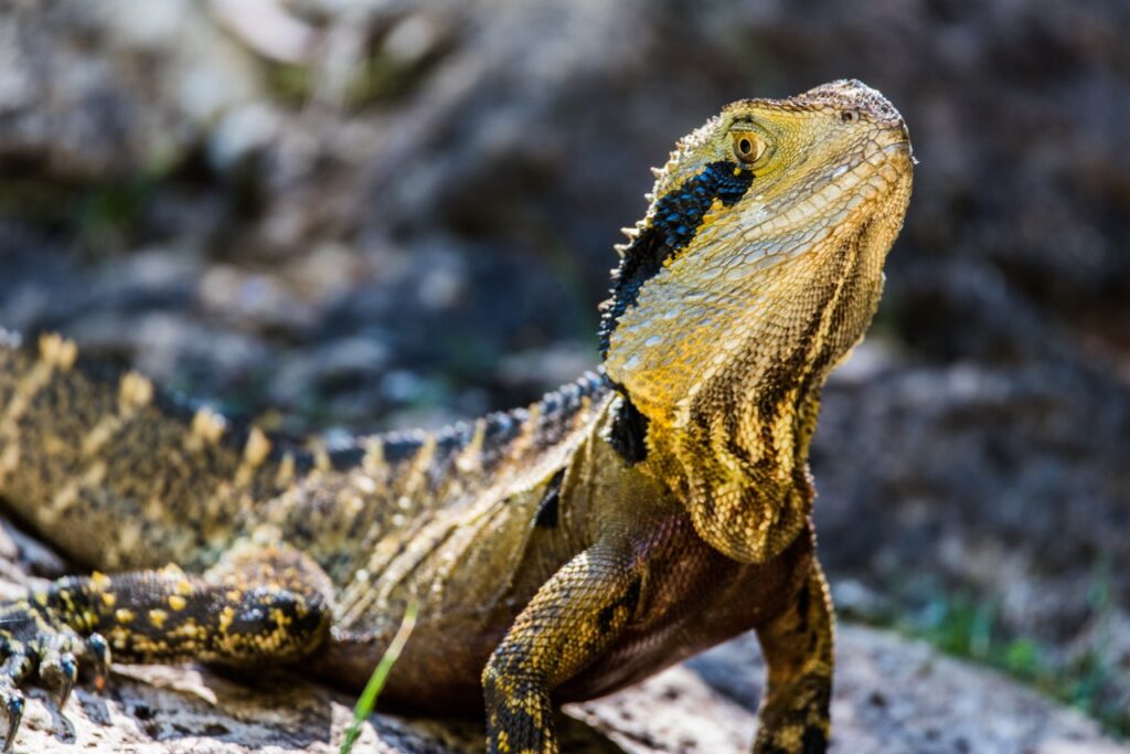 Imagem ilustrativa para o texto "Lagarto: Como cuidar do novo pet? Confira nossas dicas!". Publicado no blog da Bondu.