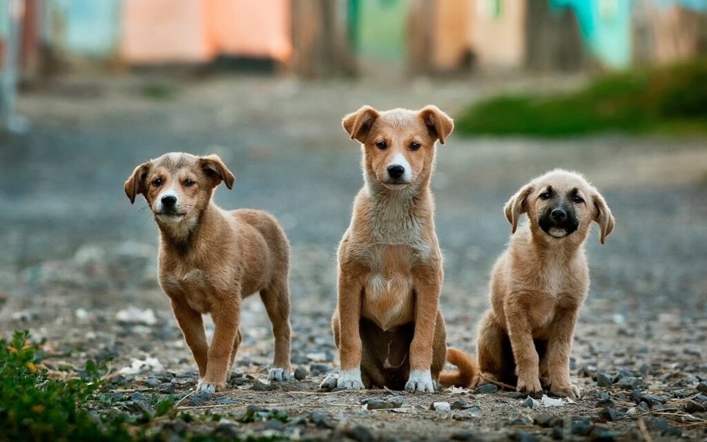 Imagem ilustrativa para o texto "Enriquecimento ambiental para cães: Um guia completo sobre tudo o que você precisa saber" para o blog da Bondu.