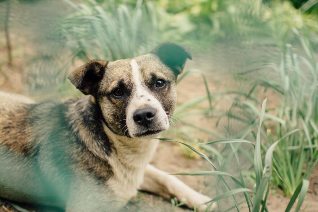Imagem ilustrativa para o texto "Enriquecimento ambiental para cães: Um guia completo sobre tudo o que você precisa saber" para o blog da Bondu.