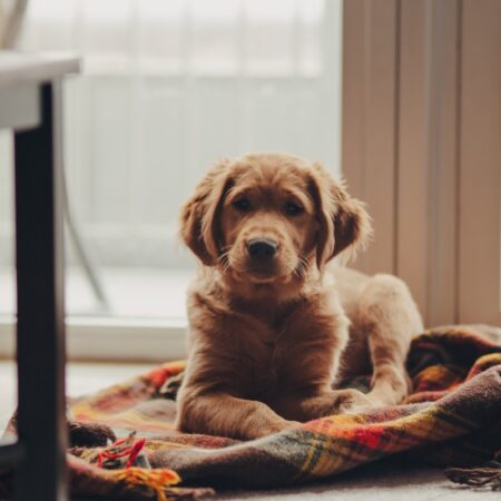 Nove dicas indispensáveis para tornar sua casa mais amigável aos seus pets