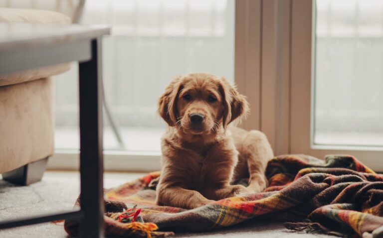 Nove dicas indispensáveis para tornar sua casa mais amigável aos seus pets