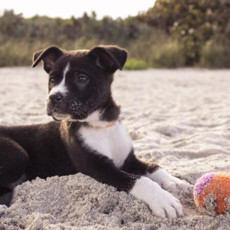 Castração de Cães: Benefícios para a Saúde e Sociedade