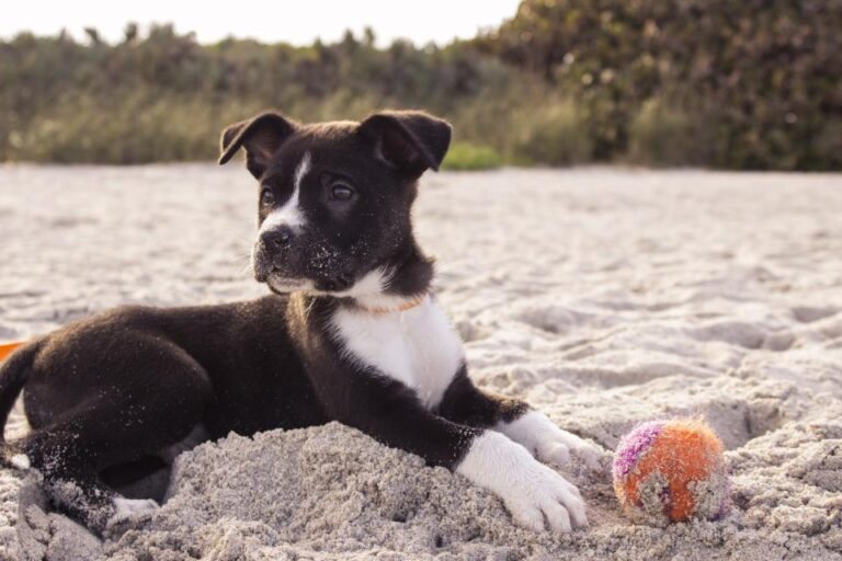 Castração de Cães: Benefícios para a Saúde e Sociedade