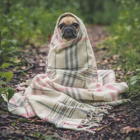 Kit de Primeiros Socorros para Cães: Como Manter Seu Amigo de Quatro Patas Seguro