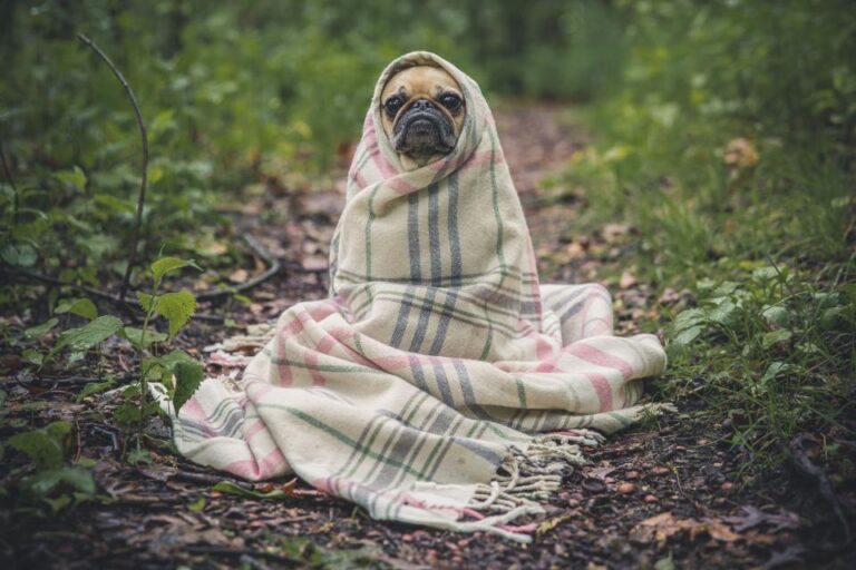 Kit de Primeiros Socorros para Cães: Como Manter Seu Amigo de Quatro Patas Seguro