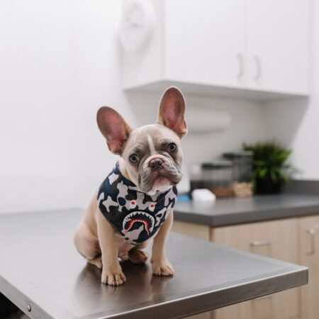 Como tornar a visita ao veterinário uma experiência positiva para o seu cão