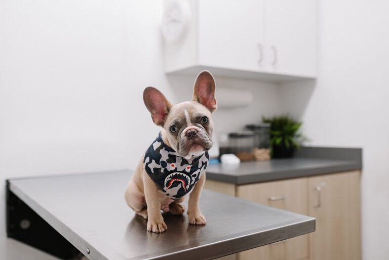 Como tornar a visita ao veterinário uma experiência positiva para o seu cão